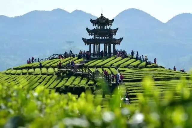 炎陵手工茶麸皂,手工茶皂