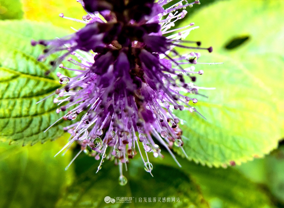 黄山为什么烟雾缭绕,黄山禁烟严不严