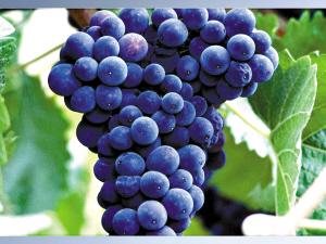 花青素的功效用量,花青素和维c一起吃有什么功效