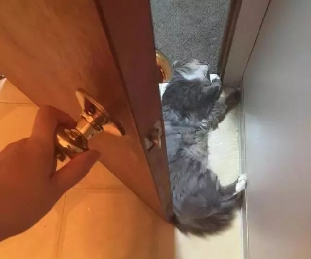 千万别养猫,来自万千网友的血泪控诉