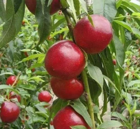 沂源鲜桃“甜上天”了，快让大家都知道