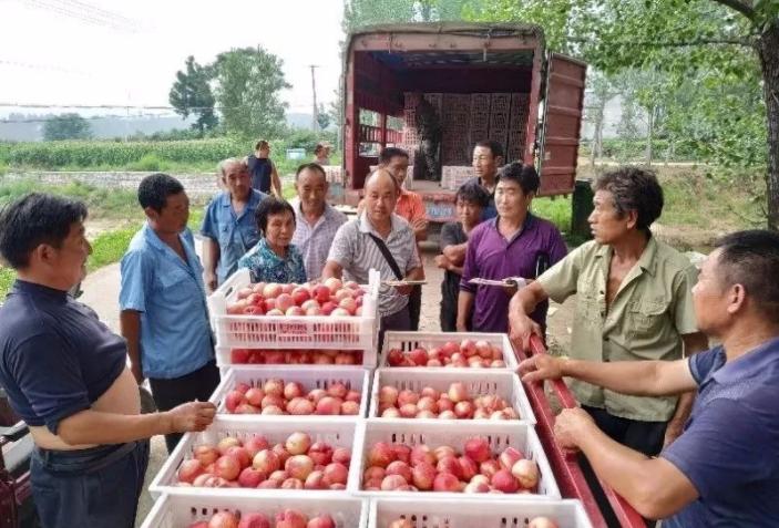 沂源鲜桃“甜上天”了，快让大家都知道