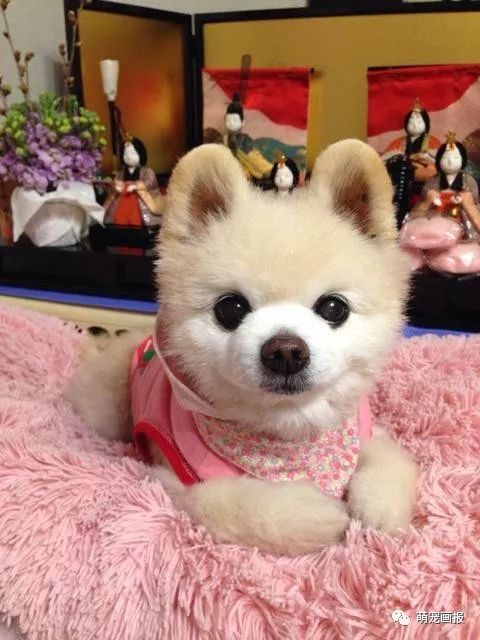 博美犬俊介君,日本博美犬俊介君