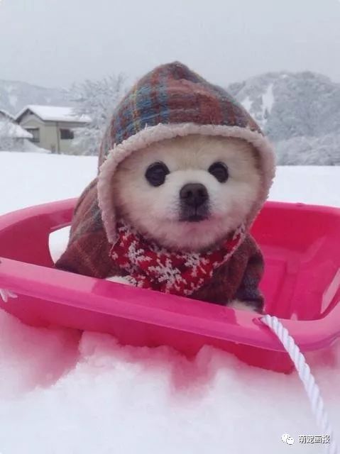 博美犬俊介君,日本博美犬俊介君