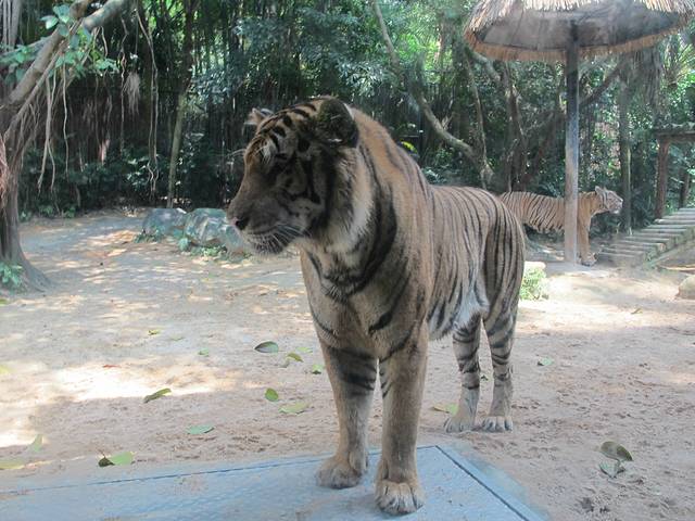 广东长隆亲子游推荐4-5天游,北京到广州长隆攻略亲子游三天