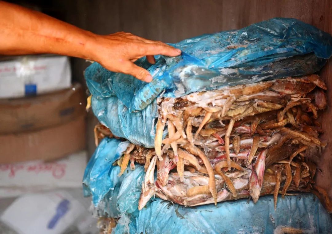 青岛梭子蟹养殖,梭子蟹青岛