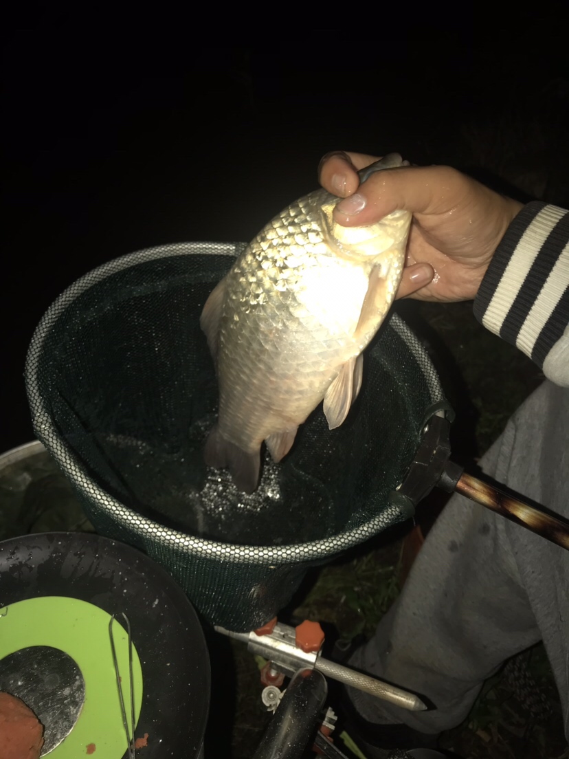 水库夜钓鲤鱼草鱼视频,水库夜钓大鲤鱼