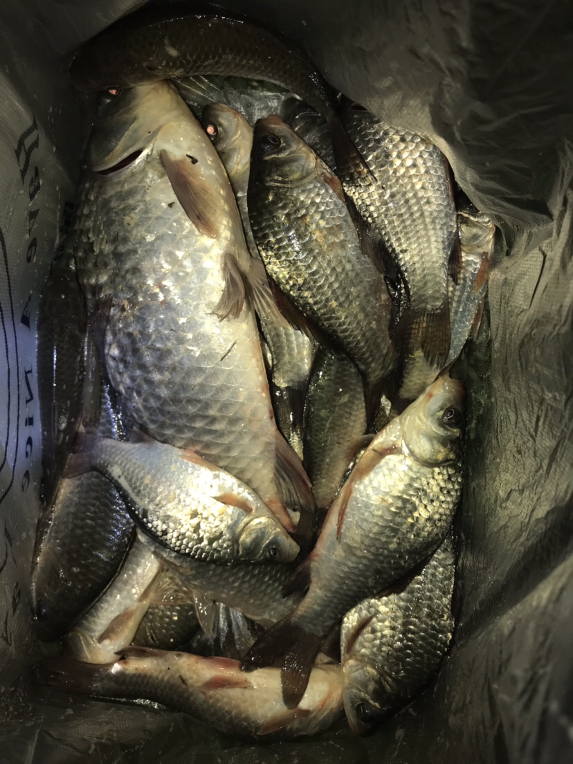 水库夜钓鲤鱼草鱼视频,水库夜钓大鲤鱼