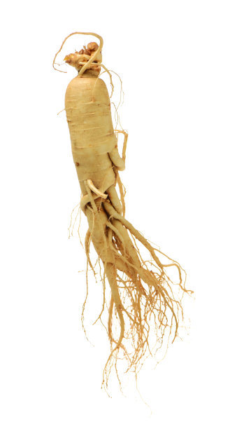 人参怎么吃才更快的补气,补气人参怎么吃