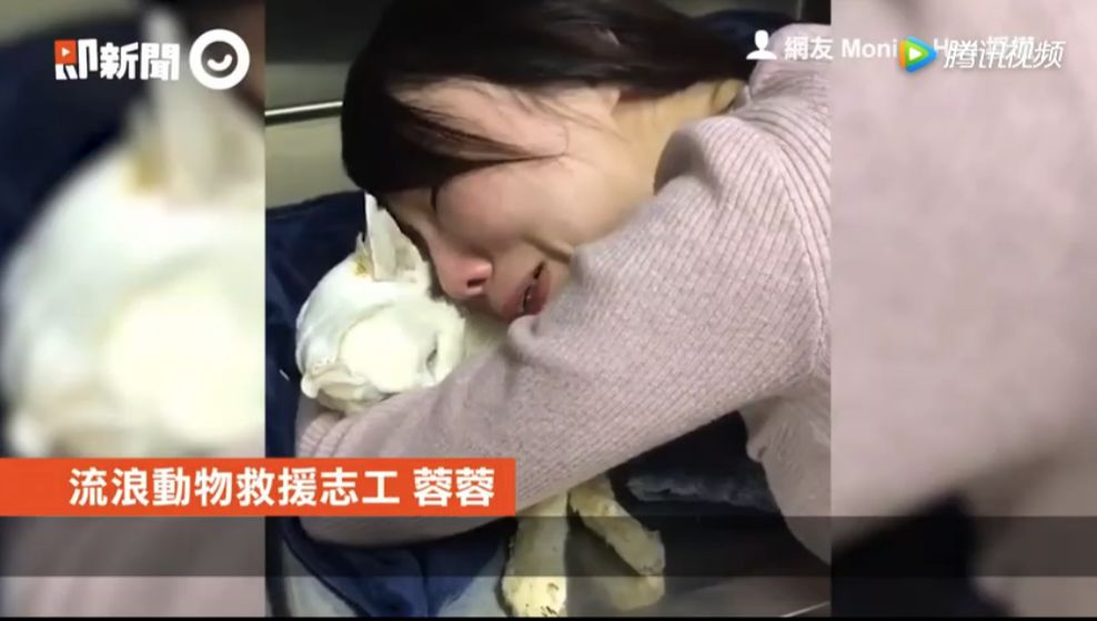 猫被领养后的真实生活,收养一只流浪猫几个月了野性难改