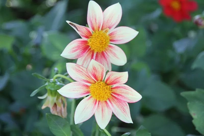 包头花海景点,包头花海美景