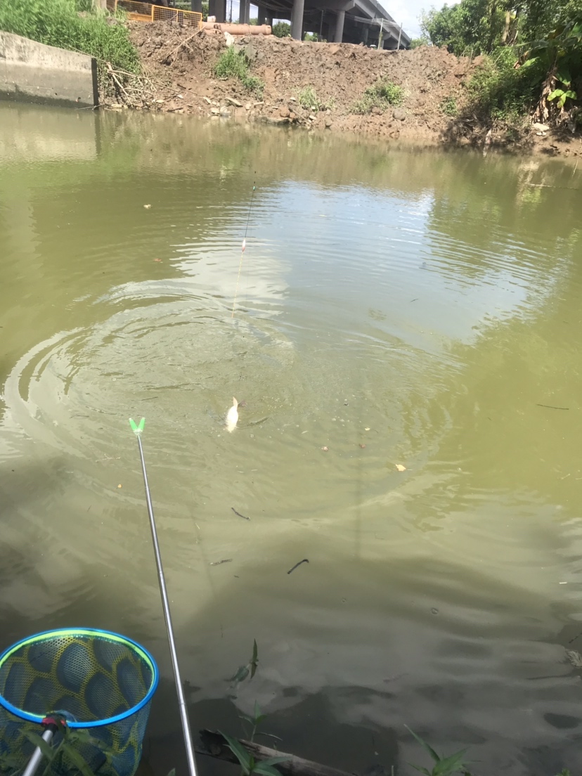 钓罗非防小罗非闹窝,钓罗非怎么避小罗非闹窝