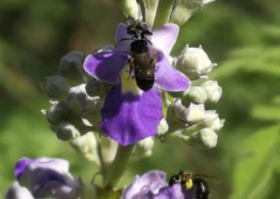 负荆请罪中的荆条,负荆请罪里的荆条