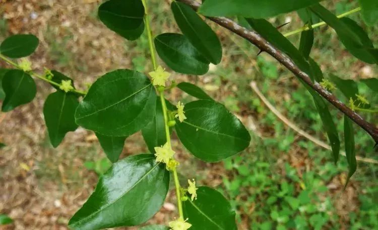 负荆请罪中的荆条,负荆请罪里的荆条