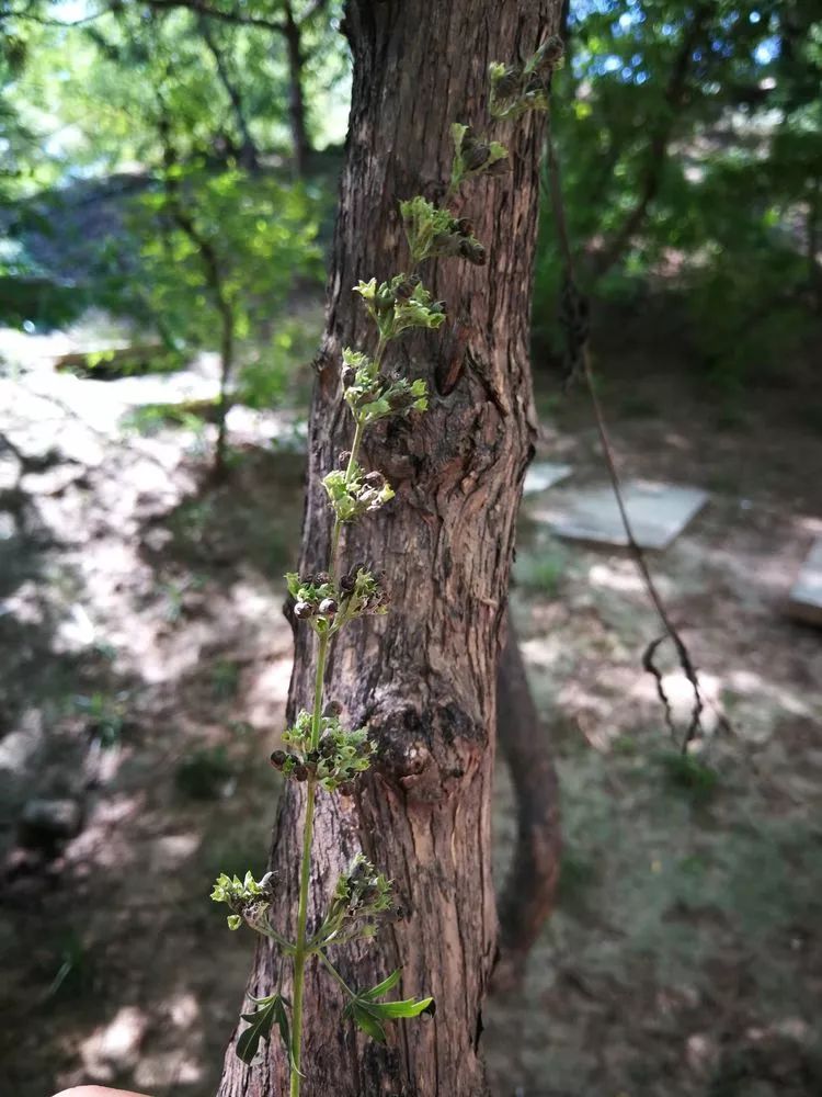 负荆请罪中的荆条,负荆请罪里的荆条