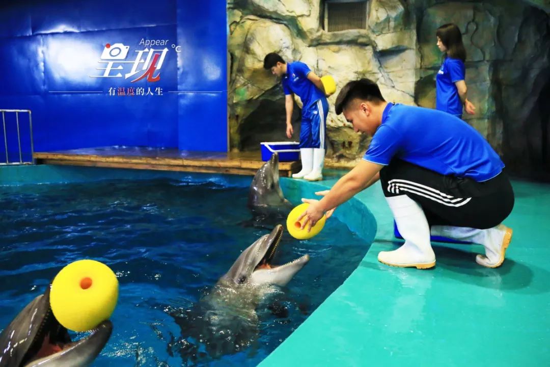 呈现|从海军战士到“海豚恋人”,人鱼相眷,恰似你的温柔……