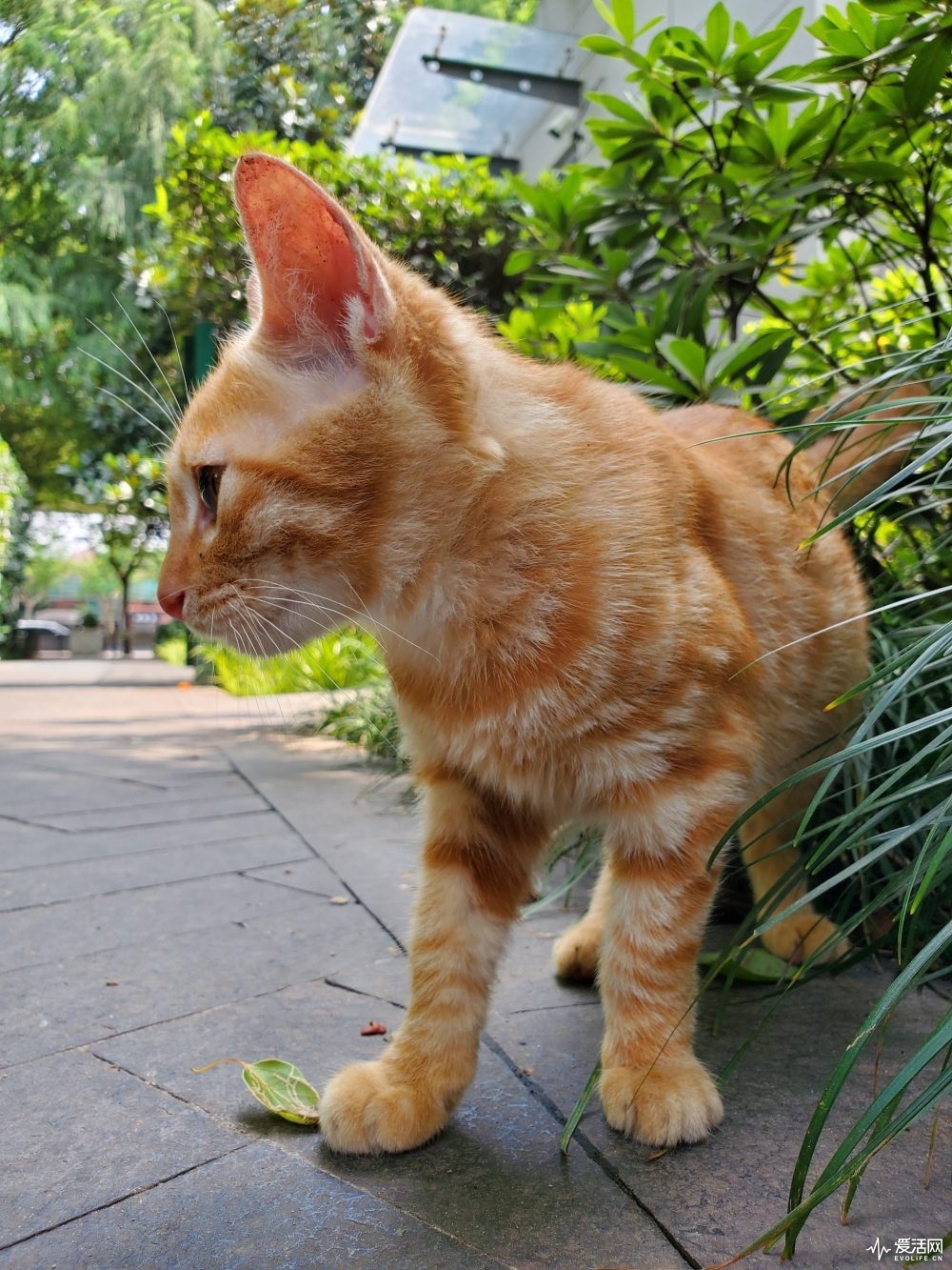 galaxynote10缺点,三星galaxynote10+国际版测评