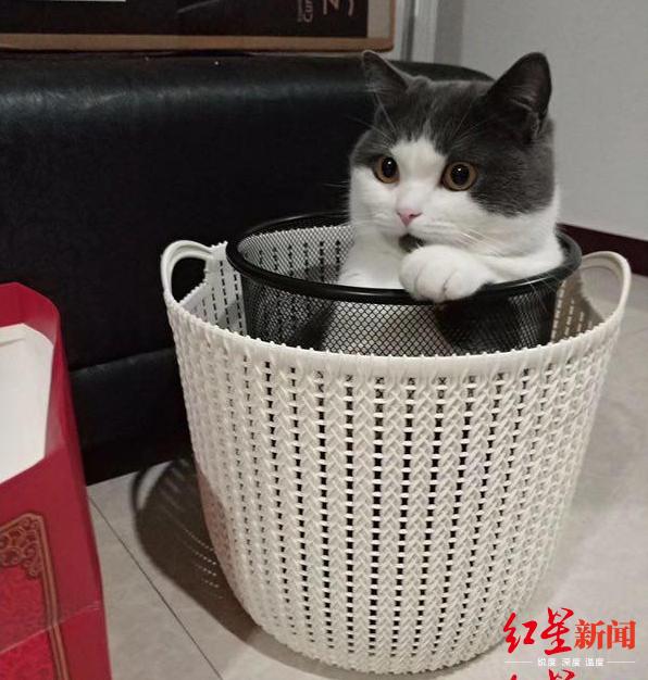 花万元克隆宠物猫狗,女子克隆宠物狗