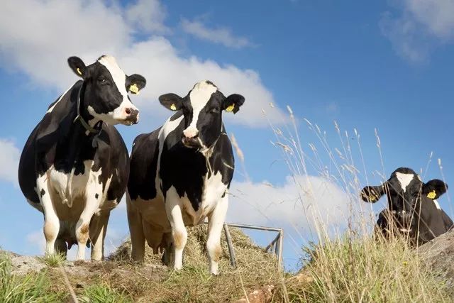 0化肥0农药0转基因0生长激素，丹麦皇室层层筛选的好牛奶