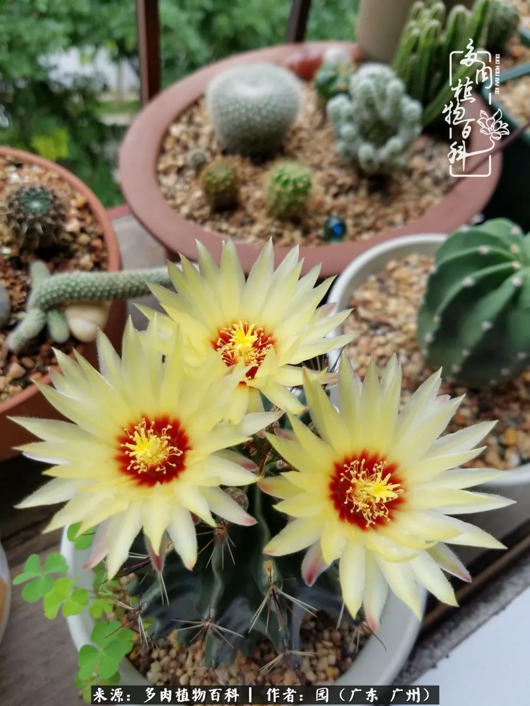 多肉粉色仙人球开花图片,开花最好看的多肉仙人球