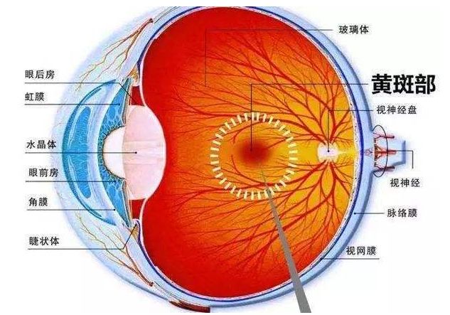 美国眼病新突破干细胞移植,干细胞移植治疗眼睛的效果
