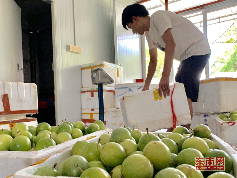 诏安农产品电商物流园,诏安农村电商