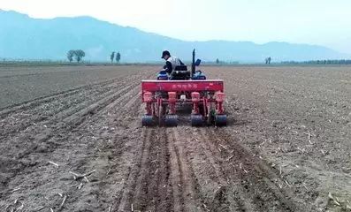 小麦播得深了会高产吗,小麦早播高产还是晚播高产