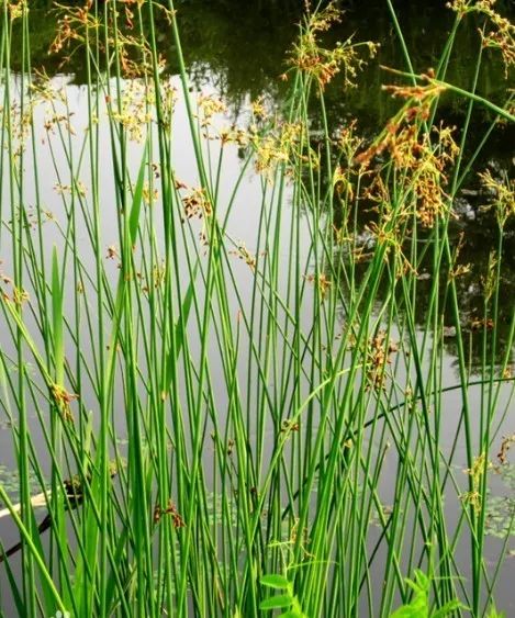 世园会植物,世园会蔬菜图片大全