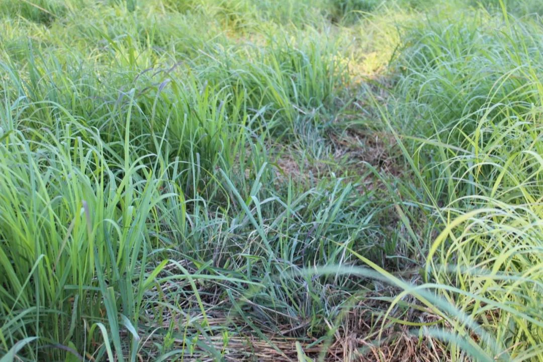 把诊室开在农场里，用有机食物做处方药的另类医生
