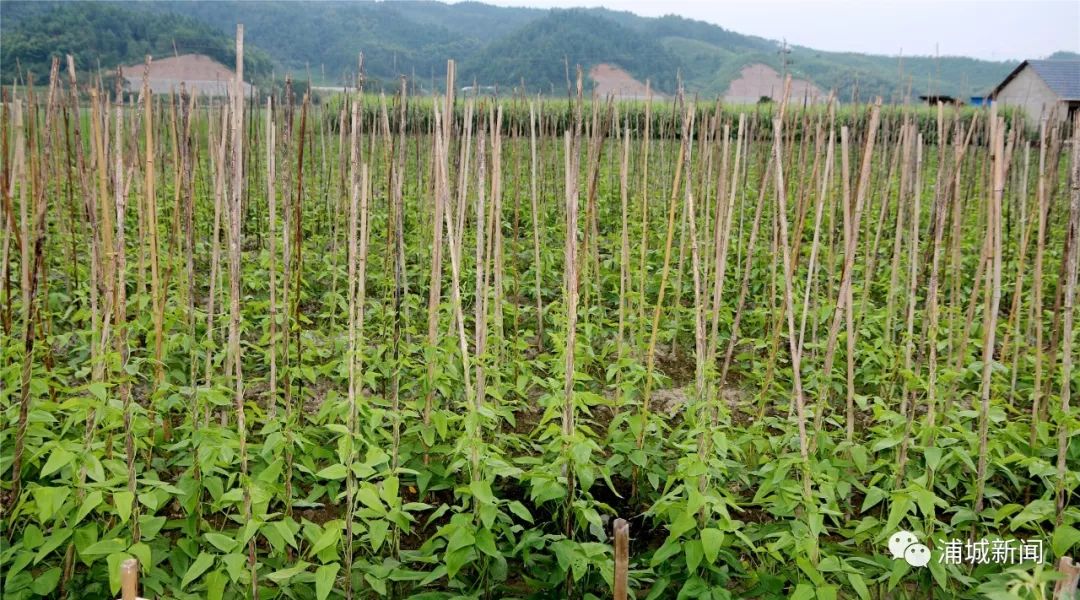 浦城最值得去的古村,浦城美丽乡村