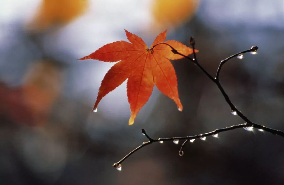白露节气一场秋雨一场凉,有关24节气白露的知识