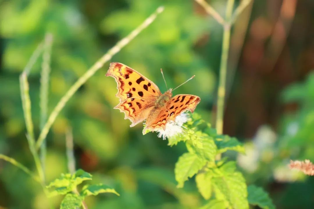 白露时节秋意浓金风玉露喜相逢,金风玉露七夕相遇