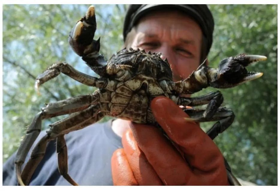 国家有什么螃蟹,国家保护的螃蟹有哪些