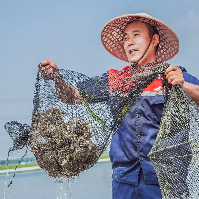 大闸蟹好的蟹黄口感怎么样,这大闸蟹真新鲜咬一口全是蟹黄