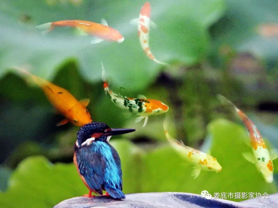 生态娄底美丽家园——【壮丽70年奋斗新时代】娄底首届风光摄影作品展览生态小品作品选登