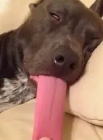 狗狗舌头的秘密居然有7个,汪星人有哪些秘密