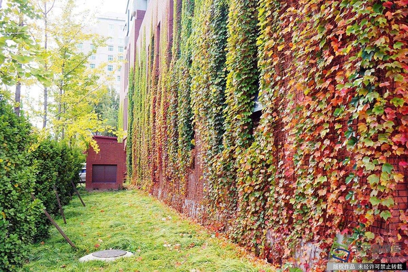 滨州市朗诵协会新年诗会,滨州诗词朗诵协会