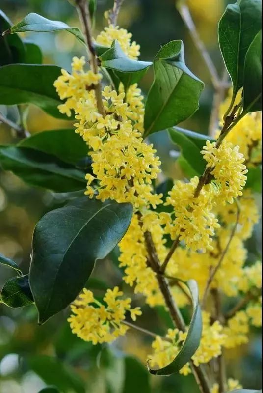 中秋佳节，聊一聊桂花的那些事儿~