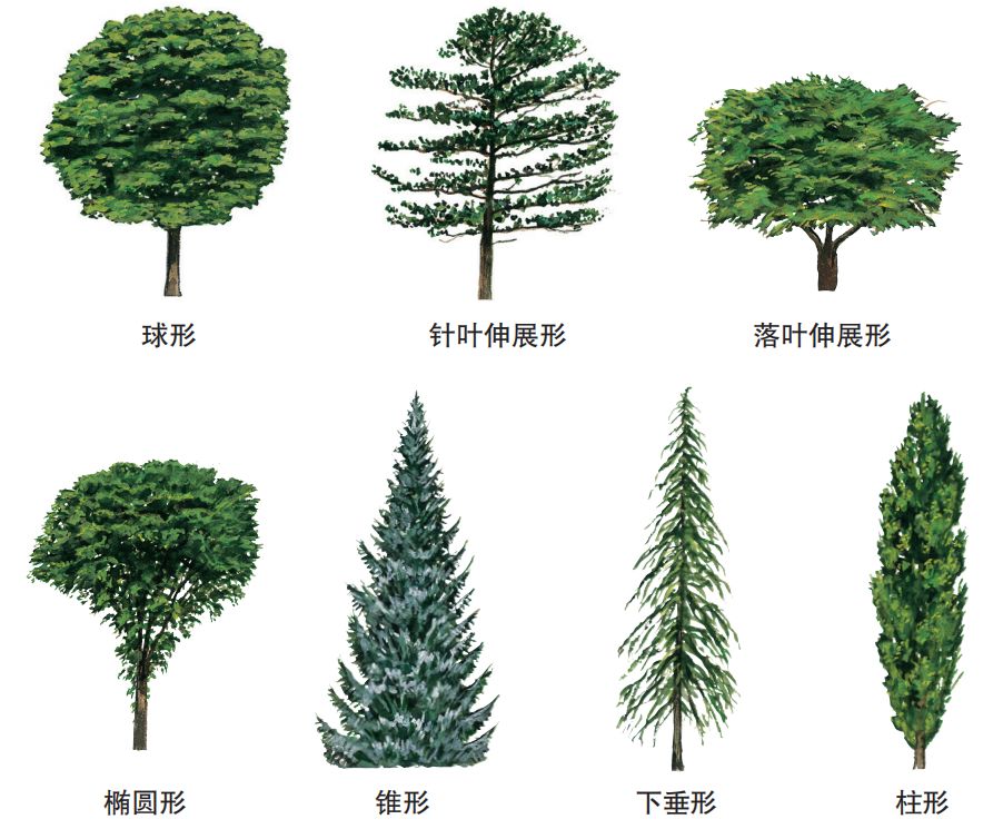 识别树木的最快方法,真假树木鉴别方法