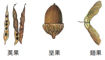 识别树木的最快方法,真假树木鉴别方法