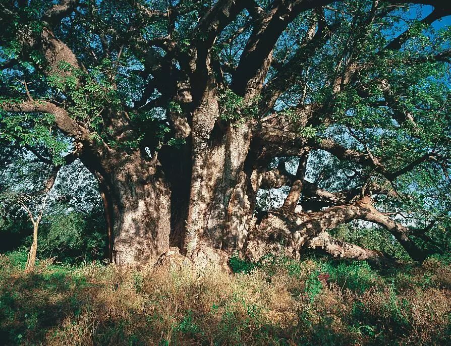 识别树木的最快方法,真假树木鉴别方法