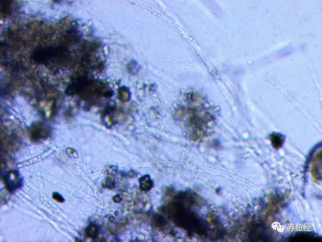 气温升高了需要进行病虫害防治吗,天气冷预防病虫害的措施