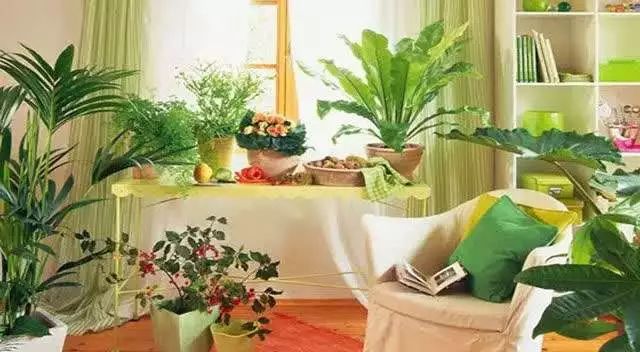 去除甲醛的绿植排行榜,家里去除甲醛的绿植