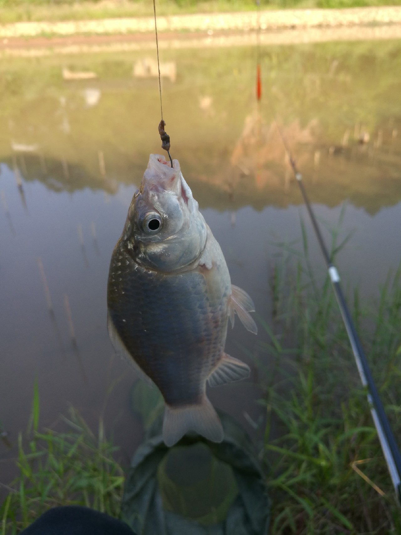 流水钓鱼的正确方法和技巧,流水钓鱼技巧视频海竿