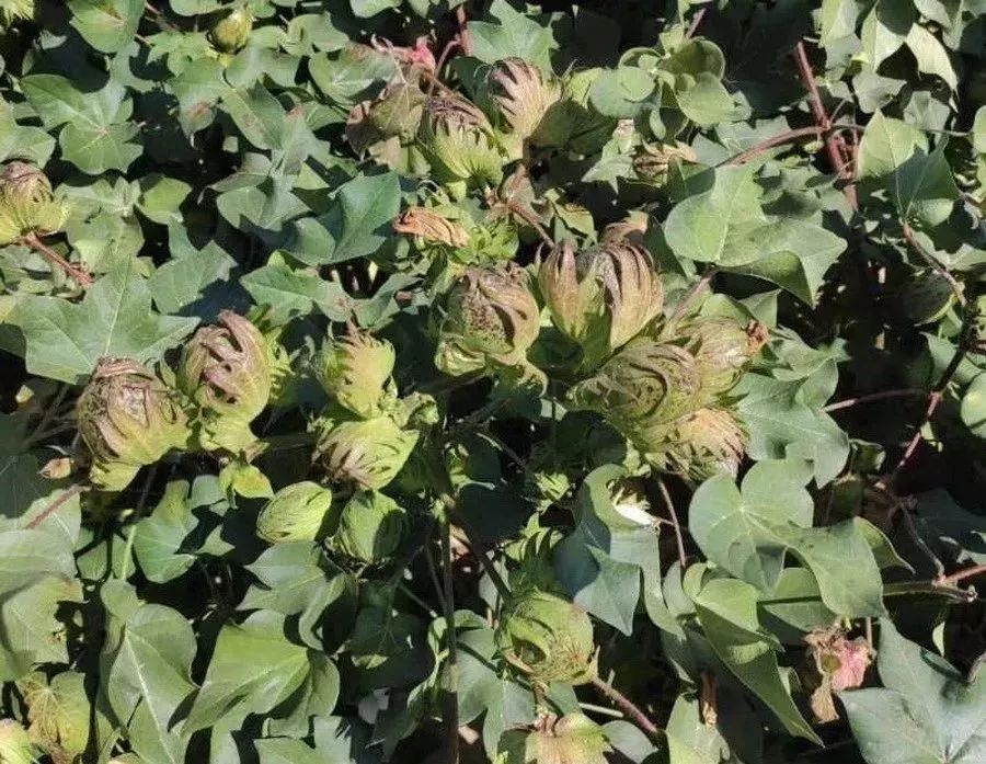 硫酸钾和氯化钾有什么区别,化肥氯化钾与硫酸钾的区别是什么