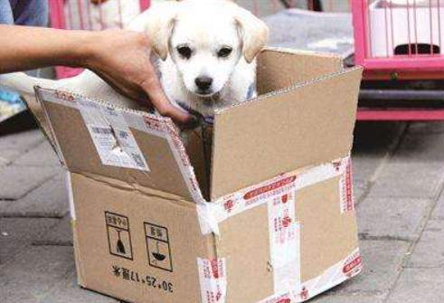 活体快递运输违法吗,活体物流是否违法