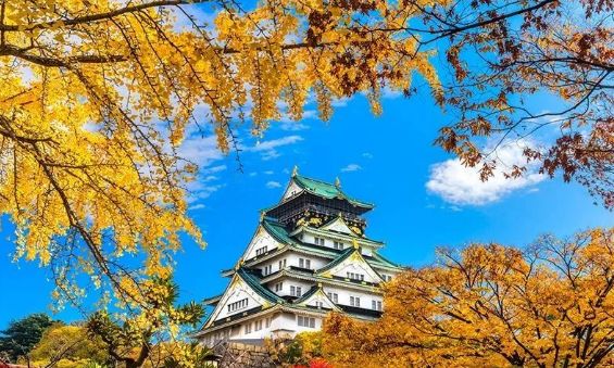 日本银杏叶保存,2019日本赏银杏