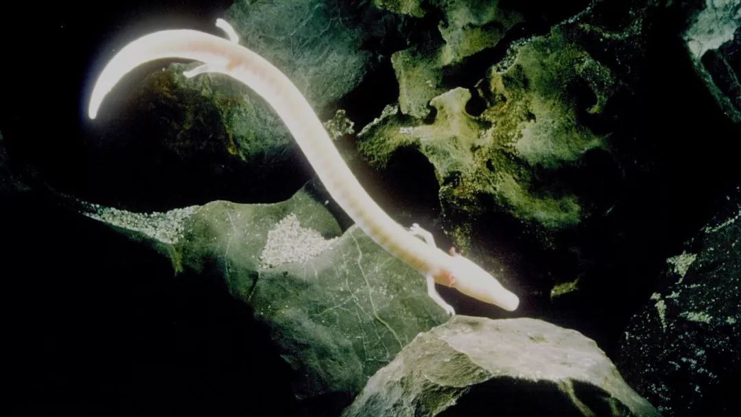 世界上长得最像龙的生物,最像中国龙的生物