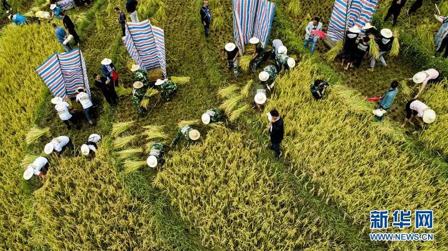 中国农民丰收节秋分节气同一天,二十四节气秋分也是农民丰收节