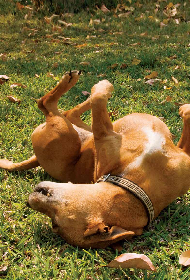 鑰佸笀鎴戠殑浣滀笟琚嫍鍟冧簡,鑰佸笀鎴戠殑浣滀笟琚嫍鍚冧簡